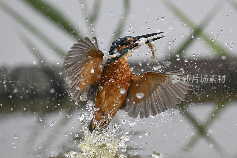 翠鸟(Alcedo atthis)